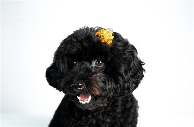 “SEGA九月精选促销”进行中 《人中之龙 维新！极》等参与促销！